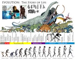 Human Evolution Timeline Buscar Con Google Human