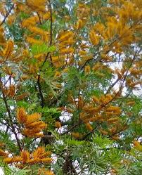 Image result for Polyscias fulva