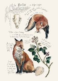 Naturliche Studie Red Fox Print 5 X 7 Etsy Fox Art Animal Drawings Animal Art