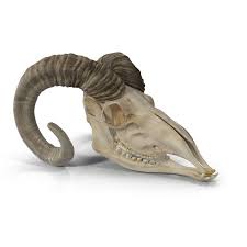 Goat Skull 3d Model Goat Skull Goats Skull