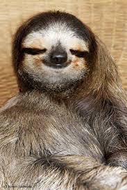 Pin On Sloths