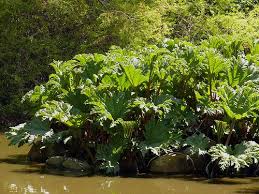 Image result for Gunnera