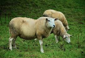Gordura Da Carne De Cordeiro E Fonte De Nutrientes Revela Iz Canal Rural