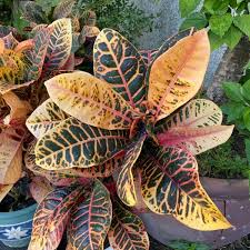 Image result for Croton kilwae