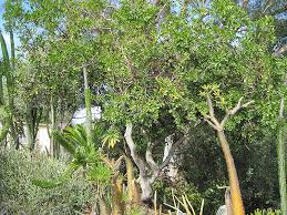 Image result for Schotia brachypetala