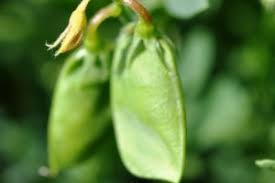 Stems angular, thin, bearing a great hairiness. Lentils For Producers Alberta Pulse Growers