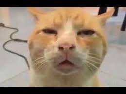 Khi Meo Phe Cỏ Youtube Funny Cats And Dogs Cats Dog Cat