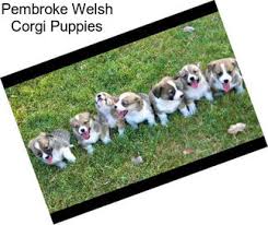 We did not find results for: Pembroke Welsh Corgi Dogs For Sale In Texas Agriseek Com