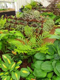 Image result for Blechnum tabulare