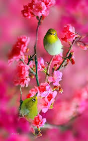 Colourful Birds And Butterflies Wallpaper Sensations Art Beautiful Birds Bird Pictures Pretty Birds