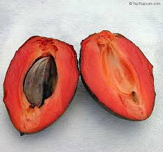 Image result for Pouteria