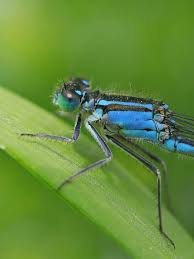 Image result for Cyperus longicarpus