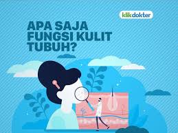 Memiliki fungsi sebagai alat dalam mengartikan verbal sehingga bisa mendengar, menangkap informasi dan juga bisa menangkap bahasa dalam bentuk suara. 7 Fungsi Kulit Bagi Tubuh Dan Cara Menjaga Kesehatannya