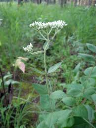 Image result for Lythrum rotundifolium