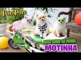 Mc lorenzo wiese sd 01:04. Pin Em Meus Pins Salvos