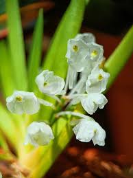 Image result for Podangis