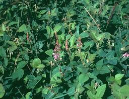 Jun 18, 2017 · por ello, en los días en los que el sol pega fuerte, es frecuente ver a personas que llevan sombrillas especiales para impedir la incidencia de los rayos ultravioleta, gorro e incluso guantes negros. Desmodium Grass Seed Varieties Tropical Seedstropical Seeds