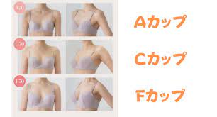 胸のカップ数で見た目はどのくらい違う？各カップ数（A・B・C・D・E・F・G）の大きさも紹介｜ブラリズム｜ナイトブラを比較＆レビューするブログ