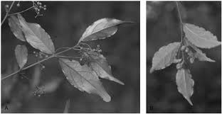 Image result for Pleurostylia capensis