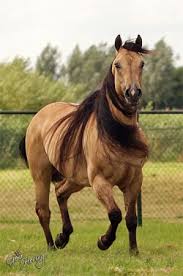 Ever wondered what the difference was between the color buckskin vs dun is in a horse? Stop It Stallion Directory Horses Quarter Horse Buckskin Horse