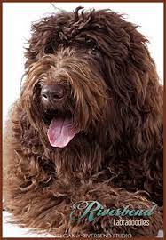 Join millions of people using oodle to find puppies for adoption, dog and puppy listings, and other pets adoption. Home Riverbend Labradoodles Ohio Labradoodle Breeder