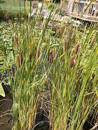 Image result for Typhaceae