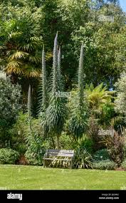 Image result for Echium