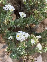 Image result for Heliotropium ciliatum