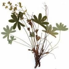 Image result for Alchemilla johnstonii