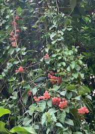 Image result for Cayratia gracilis