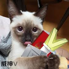 Beragam gambar kucing lucu, imut, sangar dan keren. Pin Oleh Smtown Di Wayv Hewan Peliharaan Gambar Kucing Lucu Fotografi Hewan