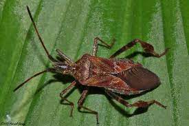 Unknown Hemiptera Leptoglossus Occidentalis Insects Pinterest Images Bugs