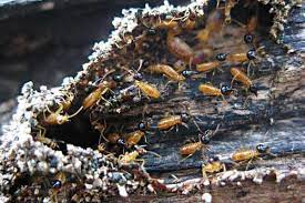 The western subterranean termites have a queen termite that serves the purpose of a reproductive engine in the colony and has the potential to produce even more than 2000 eggs per day. Termites In Trees How To Prevent And Treat The Problem Pestkilled