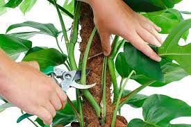 Die pflege ist richtig, wenn die pflanze gut wächst und gedeiht. Philodendron Baumfreund Pflege 123zimmerpflanzen