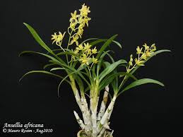 Image result for Ansellia