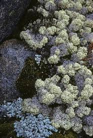 Image result for Cladina  stellaris