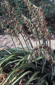 Image result for Dipcadi