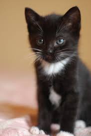 Baby Black And White Cat With Blue Eyes Dsc 0177 Black And White Kittens Kittens Cutest Pretty Cats