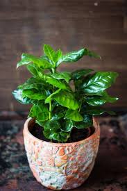 Growing flowers in pots will brighten up your backyard and it's easy to do. 35 Best Indoor Plants Good Inside Plants For Small Space Gardening