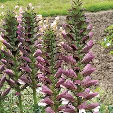 Image result for Aeollanthus breviflorus