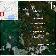 Image result for Crassocephalum ducis-aprutii