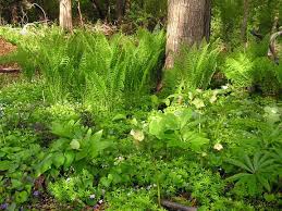 The Ferns Look Great When Densely Planted In Groups With Sweet Woodruff And Wild Violets Ferns Garden Shade Plants Landscaping With Rocks