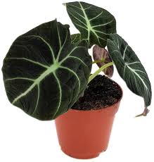 Bei florastore können sie die schönsten blühenden orchideen kaufen, immer in bester qualität! Alocasia Reginula Black Velvet Schwarzes Pfeilblatt Fur Pflanzenkenner Fangblatt Karnivorenshop