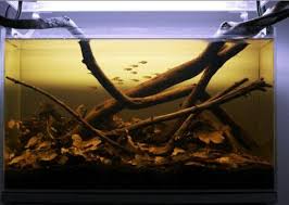 Amazon River Basin Biotope Aquarium Biotope Aquarium Nature Aquarium Aquarium