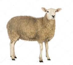 Side View Of A Sheep Looking Away Against White Background Stock Photo Spon Sheep View Side Training Your Dog Dog Training Obedience Dog Behavior