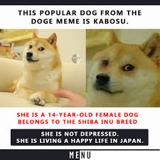 Tan akita dog, doge, memes, face, full frame, large group of objects. Menu Ent It S A Happy Dog Follow Menu Ent Doge Viraldog Memedog Menu Menuent Facebook
