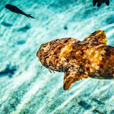 Wobbegong: The Camouflaged Carpet Shark of Australia