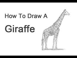 Maybe you would like to learn more about one of these? How To Draw A Giraffe Youtube