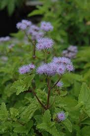 We did not find results for: Blue Mistflower Conoclinium Coelestinum In Houston Texas Tx At Buchanan S Native Plants
