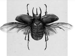Beetle Illustration Dribble Beetle Illustration Beetle Drawing Illustration